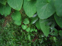 Aristolochia ringens