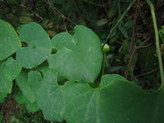 Aristolochia ringens