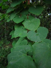 Aristolochia ringens