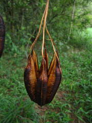 Aristolochia ringens