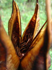 Aristolochia ringens