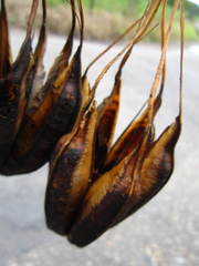 Aristolochia ringens