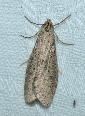 Lepidoscia