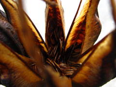 Aristolochia ringens