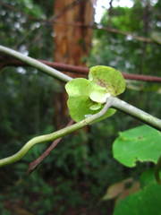Aristolochia ringens