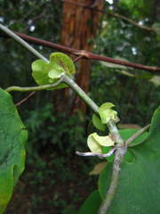 Aristolochia ringens