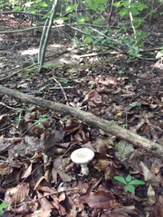 Amanita echinocephala