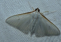 Palpita margaritacea