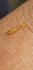 Pseudomyrmex pallidus