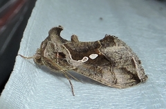 Chrysodeixis subsidens