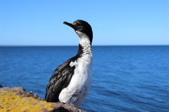 Leucocarbo verrucosus