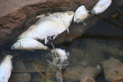 Dorosoma cepedianum
