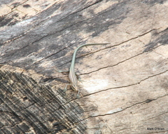 Emoia caeruleocauda