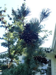 Pinus parviflora