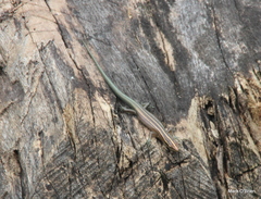 Emoia caeruleocauda