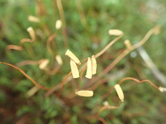 Polytrichastrum ohioense