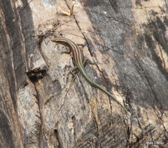 Emoia caeruleocauda
