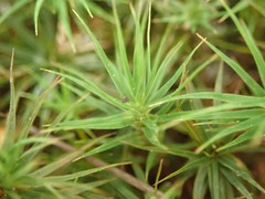Polytrichastrum ohioense