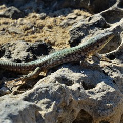 Podarcis filfolensis maltensis