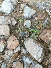Mitopus glacialis