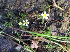 Ranunculus aquatilis