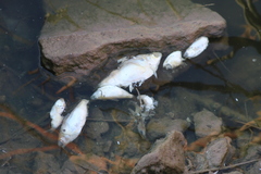 Dorosoma cepedianum