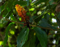 Elleanthus myrosmatis