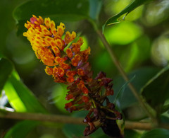 Elleanthus myrosmatis