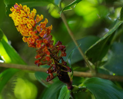 Elleanthus myrosmatis
