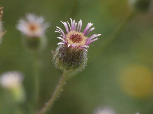 Karčioji Šiušelė nuotrauka