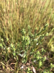 Symphyotrichum sericeum