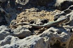 Podarcis filfolensis maltensis