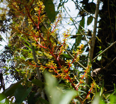 Guzmania diffusa