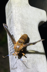 Vitacea polistiformis