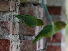 Psilopsiagon aurifrons