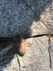 Neotibicen canicularis