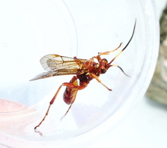 Spilichneumon