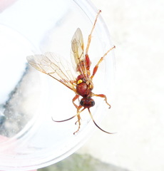 Spilichneumon