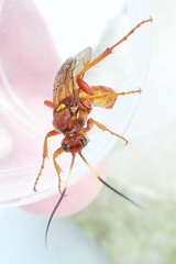 Spilichneumon