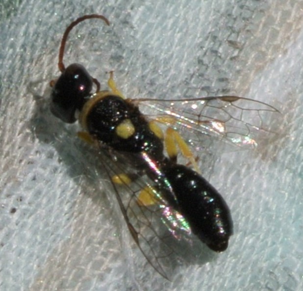 Eirone scutellata