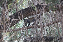 Cercopithecus mitis moloneyi
