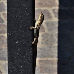 Podarcis filfolensis maltensis