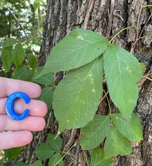 Toxicodendron radicans