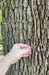 Toxicodendron radicans