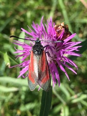 Zygaena minos