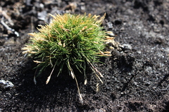 Poa kerguelensis