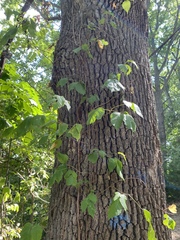 Toxicodendron radicans