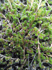 Selaginella peruviana