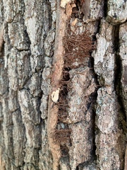 Toxicodendron radicans