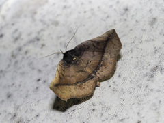 Pangrapta pannosa